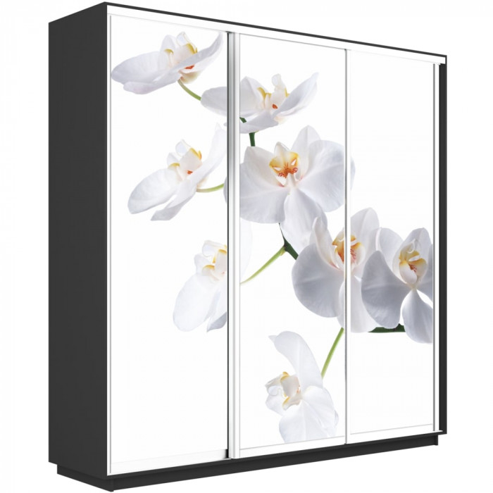 Шкаф купе Трио Фото Экспресс 2100х2400 Е1